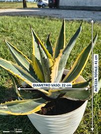 Agave americana variegata