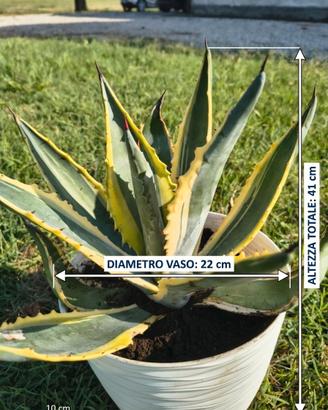 Agave americana variegata