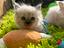 Immagine 6