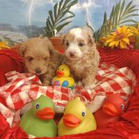 Due Femminucce Maltipoo Bellissime