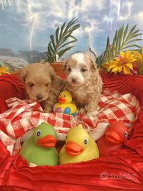 Due Femminucce Maltipoo Bellissime