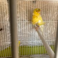 Canarino arricciato del nord 2025