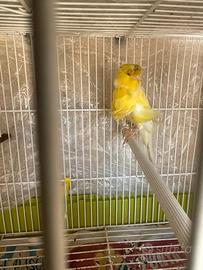 Canarino arricciato del nord 2025