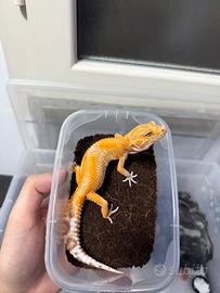 Geco leopardino
