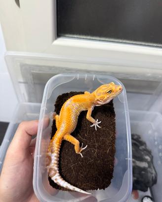 Geco leopardino