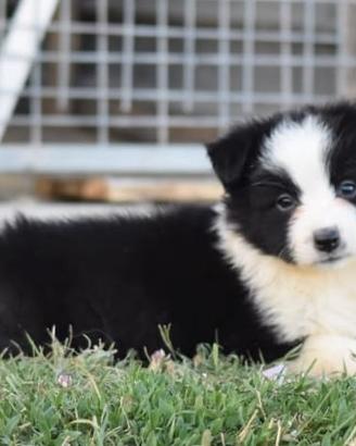 Border Collie 
