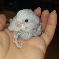 Cocoriti allevati a mano