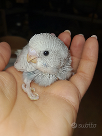 Cocoriti allevati a mano