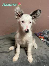 Cucciola 3 mesi pastore australiano mix