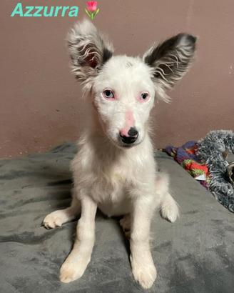 Cucciola 3 mesi pastore australiano mix