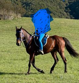 Cavallo anglo arabo