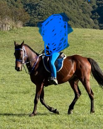 Cavallo anglo arabo