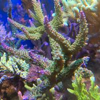 Talee acropora joker