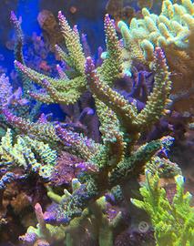 Talee acropora joker