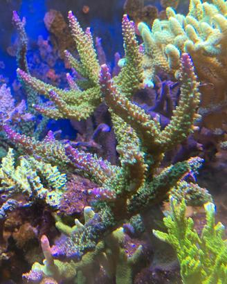 Talee acropora joker