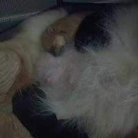 Cuccioli di volpino spitz