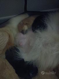 Cuccioli di volpino spitz