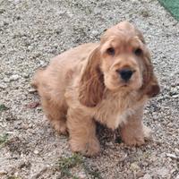 Cocker pedigree enci