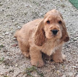 Cocker pedigree enci