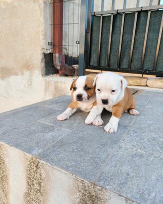 Staffordshire Bull Terrier Cuccioli