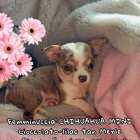 Chihuahua cioccolato e lilac