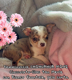 Chihuahua cioccolato e lilac