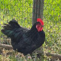 Gallo australorp nero