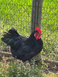 Gallo australorp nero