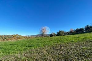 TER. AGRICOLO A CALVI DELL'UMBRIA