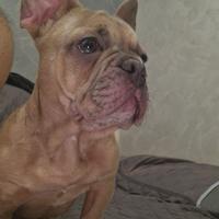 Bulldog francese