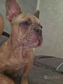 Bulldog francese