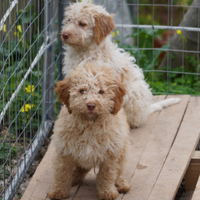 Cane lagotto