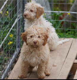 Cane lagotto