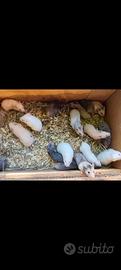 Cuccioli di criceti dorati