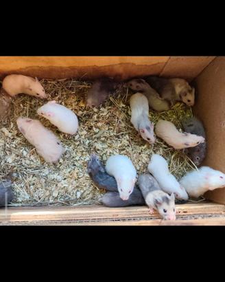 Cuccioli di criceti dorati