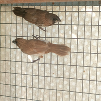 Coppie Passeri del Giappone