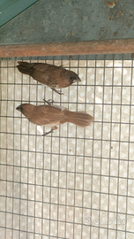 Coppie Passeri del Giappone