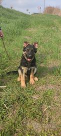 Disponibile cucciolo di pastore tedesco
