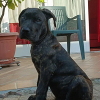 Cuccioli di cane corso