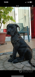 Cuccioli di cane corso
