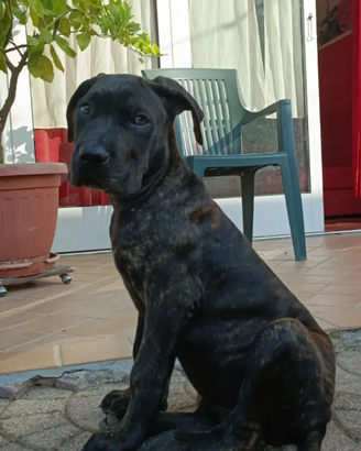 Cuccioli di cane corso