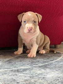 American pitbull terrier