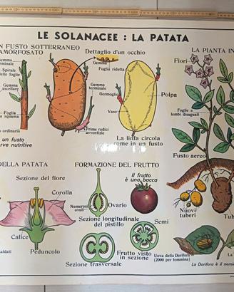Cartina Tavola Didattica Donati Milano  -Piante  F