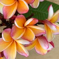 Plumerie rubre vari colori
