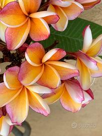 Plumerie rubre vari colori