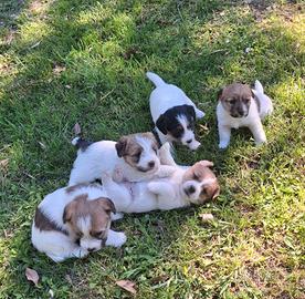 Cuccioli jack russel terrier