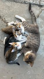 4 splendidi gattini di 3 mesi