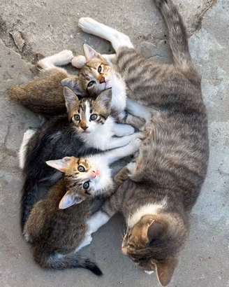 4 splendidi gattini di 3 mesi