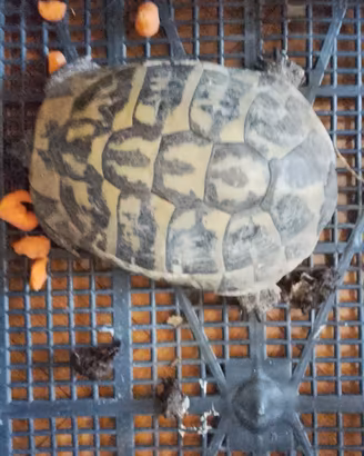 tartaruga 