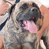 BANDOG disponibili
